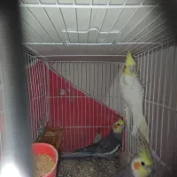 عروسی هلندی جفت و تک جفت مرغ عشق معاوضه دارم|پرنده|مشهد, شهید بهشتی|دیوار