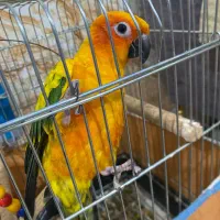 طوطی خورشیدی