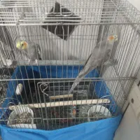 عروس هلندی|پرنده|خرمدره, |دیوار