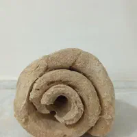 انواع فسیل