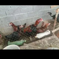 مرغ و خروس و جوجه و تخم لاری اصیل افغان|حیوانات مزرعه|قائمشهر, |دیوار