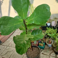 فیکوس لیتارا برگ پهن