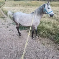 مادیان شناسنامه دار