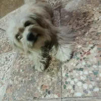 سگ گمشده