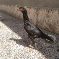 دوعددمرغ لاری اصیل