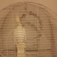 ماده آماده|پرنده|رشت, پیرکلاچای|دیوار