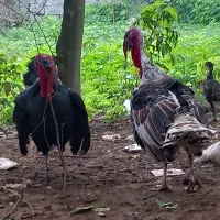 بوقلمون نر وماده