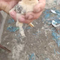 تخم نطفه دار پا پر
