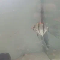 ماهی کالر|ماهی|بومهن, |دیوار