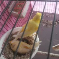 یک جفت قناری نروماده باتخم و سه تانر درجه۱