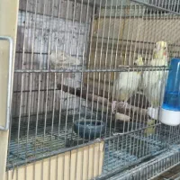 فروش یکجا سالن پرنده به همراه تجهیزات حرفه ایی|پرنده|چهاردانگه (تهران), |دیوار