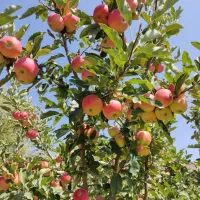 فروش سیب دژکرد