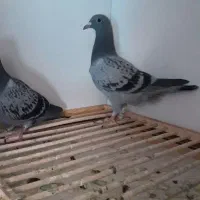 گمشده