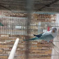 یک عدد راهب ماده درجه ۱|پرنده|تهران, مخصوص|دیوار