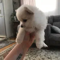 پامر دو سر خرسی|سگ|تهران, ستارخان|دیوار