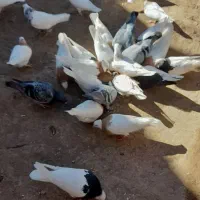 طوقی|پرنده|سبزوار, عارف|دیوار