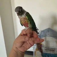 فروش عروس هلندی و طوطی گرینجیک