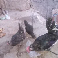 مرغ خروس گلین