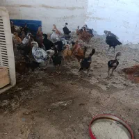 جوجه مرغ