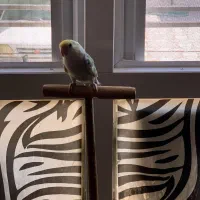 فروش کوتوله برزیلی دستی