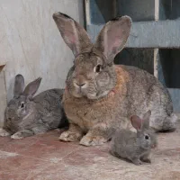 خرگوش جاینت اصلی