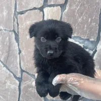 ژرمن شولاین مو کوتاه نر و ماده