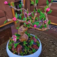 گل های خمیری منعطف،انواع بنسای ،گل های شاخه ی