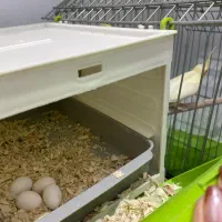 تخم عروس هلندی