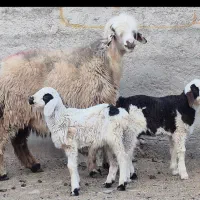 فروش دوراس شیشک بختیاری دوبره ای و یه بره ای|حیوانات مزرعه|طسوج, |دیوار