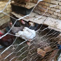 غاز برای فروش