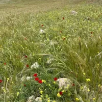 تیم سبزی جعفری و گشنیز