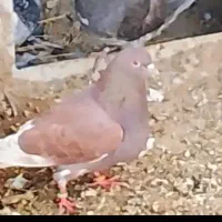 کفتر پرشی