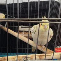 عروس هلندی ماده|پرنده|سرپل ذهاب, |دیوار