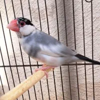 فنج نرگسی|پرنده|کرج, حصار|دیوار