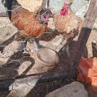 جوجه مرغ و خروس|پرنده|داران, |دیوار