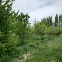 ۳۰۰۰هزار متر مربع باغ|فروش زمین و ملک کلنگی|سلماس, |دیوار