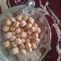 نخود بذری درشت مخصوص کشاورزی قیمت استثنایی