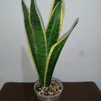 سانسوریا کرواتی ابلق|گل و گیاه طبیعی|خمینی‌شهر, |دیوار