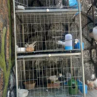 فروش تعدادی قفس جفت کن .بافنس وانتی