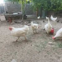 مرغ تخم گذار