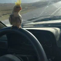 عروس هلندی|پرنده|بلداجی, |دیوار