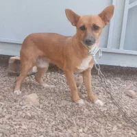 سگپاپی عشق آبادی نر|سگ|تایباد, |دیوار