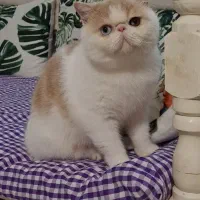 اگزاتیک شورت هیر