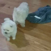 توله پامرین سایز صفر یک جفت خرسی اصیل|سگ|تهران, ابوذر|دیوار