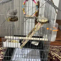 عروس هلندی نر