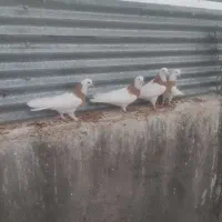 کبوتر|پرنده|مود, |دیوار