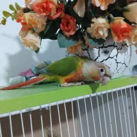 جفت گرینچیک