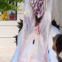 گوسفندزنده قزوین