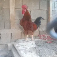 فروش انواع جوجه محلی اصل و اردک در سنین مختلف|حیوانات مزرعه|شیراز, گچی|دیوار