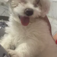 واگذاری سگ شیتزو‌ رکس